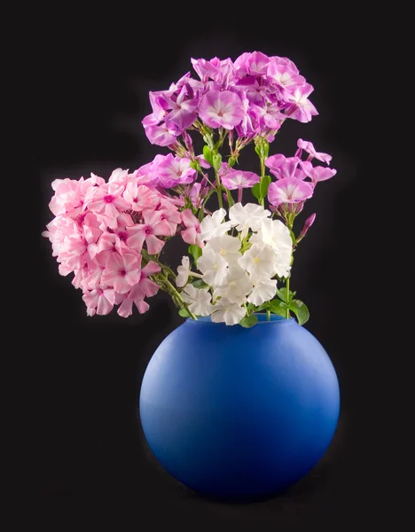 Güzel çiçekler phloxes — Stok fotoğraf