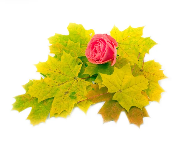 Rosa escarlate bonita — Fotografia de Stock