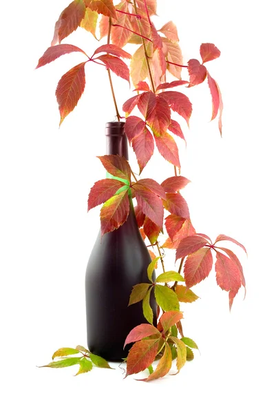Botella con vino y caña — Foto de Stock