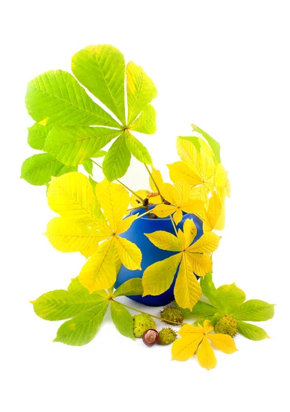 Oddziały kasztan z żółtymi liśćmi — Zdjęcie stockowe