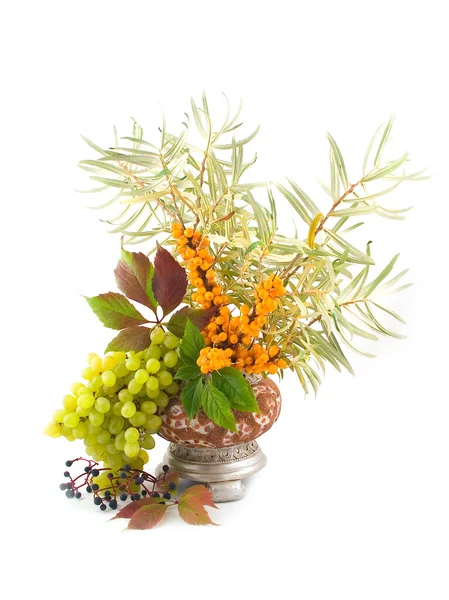 Buckthorn berries with wild grapes — Stock Photo, Image