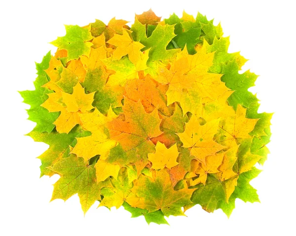 Tapis à partir de feuilles d'érable — Photo