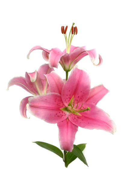 Oost-lily — Stockfoto