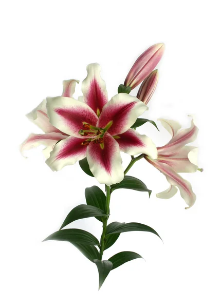 Λουλούδι του κρίνου Ανατολή — Φωτογραφία Αρχείου