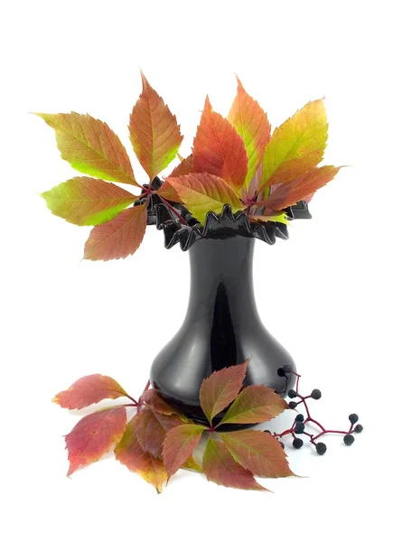 Blätter von wild gedrehten Trauben — Stockfoto