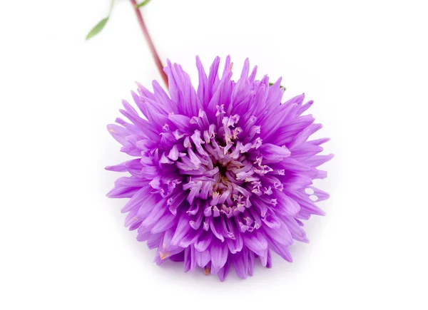 Flores de color lila sobre fondo blanco —  Fotos de Stock