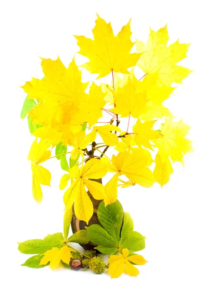 Arce con hojas brillantes amarillas — Foto de Stock