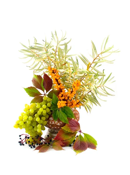 Medicinal buckthorn berries — Stock Photo, Image