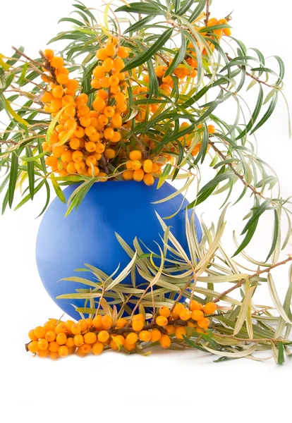 Medical and beautiful buckthorn berries — Stock Photo, Image