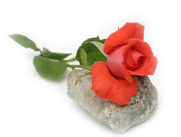 Роза на сером камне — стоковое фото