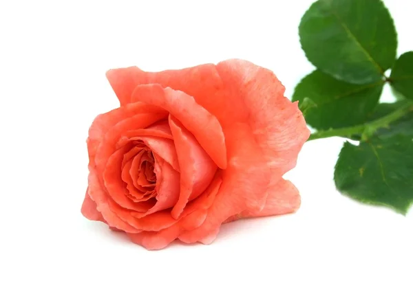 Алая роза на белом фоне — стоковое фото