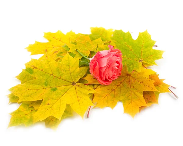 Rosa escarlate e outono amarelo — Fotografia de Stock