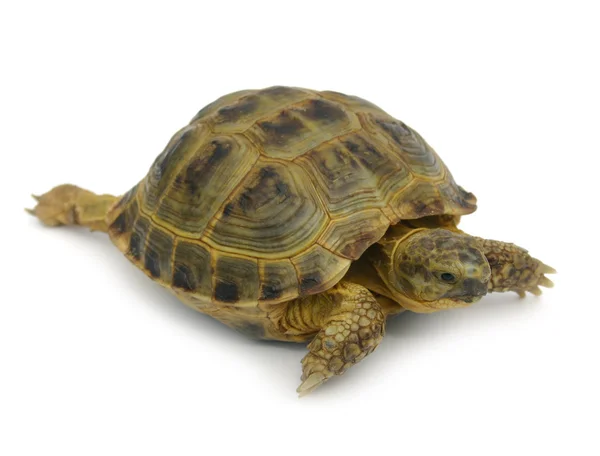 stock image Turtle