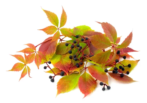 Gedraaide plant wilde druiven — Stockfoto