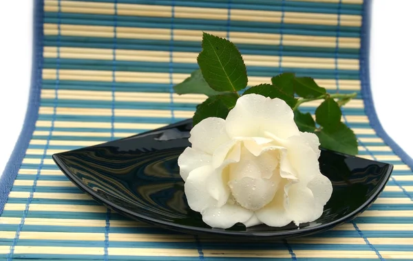 Weiße Rose auf schwarzem Teller — Stockfoto