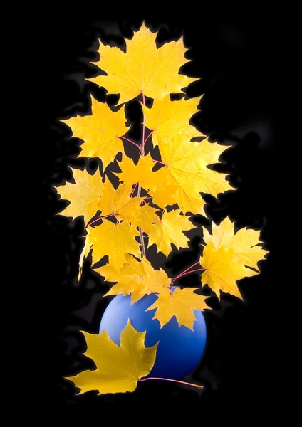 Yellow maple — Stock Photo, Image