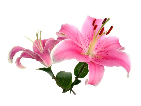 Красивый цветок Стоковое Изображение