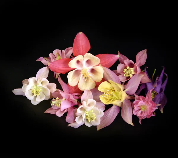 Vícebarevné květy Royalty Free Stock Obrázky