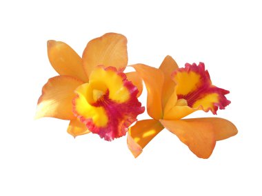 Orchid clipart