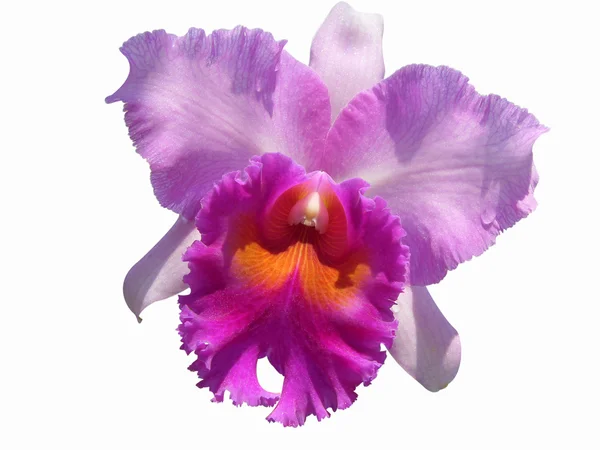 stock image Orchid