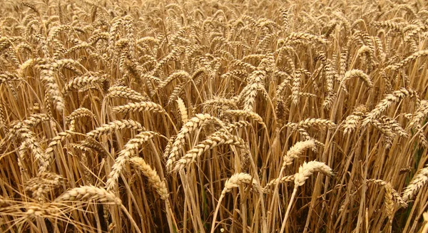 stock image Wheat field