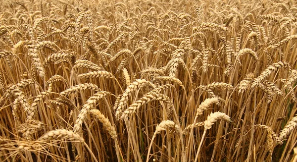 Buğday tarlası Telifsiz Stok Imajlar