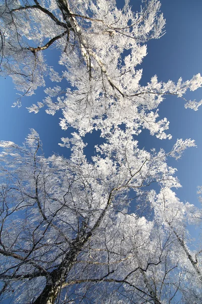 stock image Winter trees