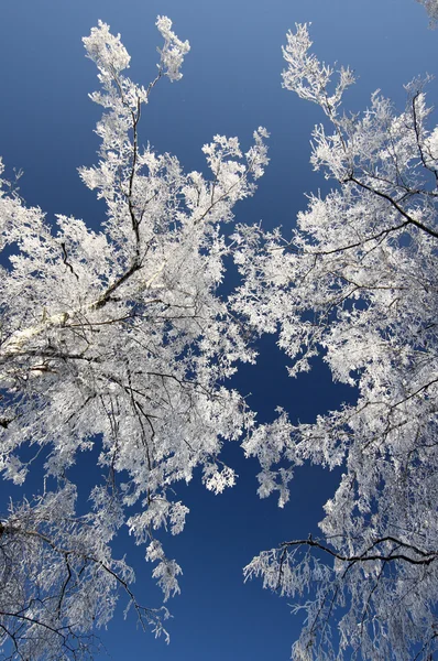 stock image Winter trees