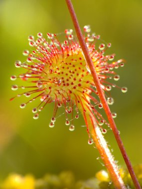 Sundew