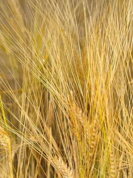 Жито — стокове фото