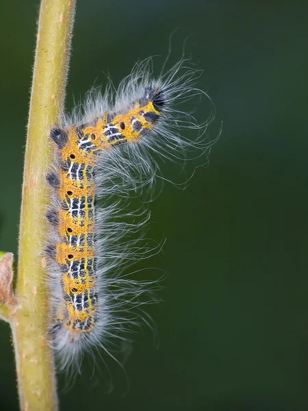 Caterpillar — Stock Photo, Image