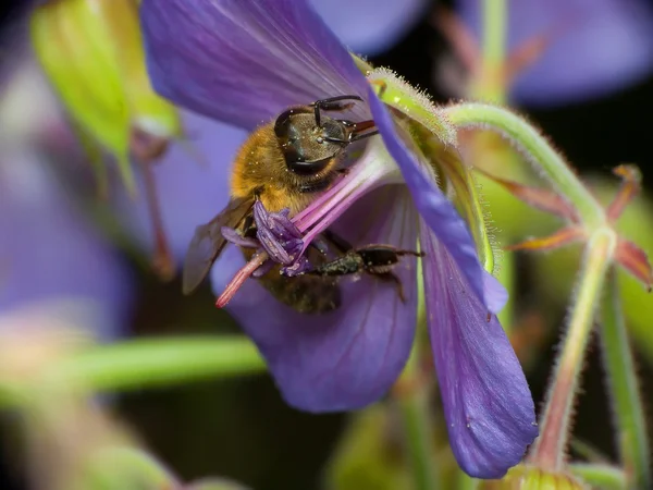 Koningin van de bijen — Stockfoto