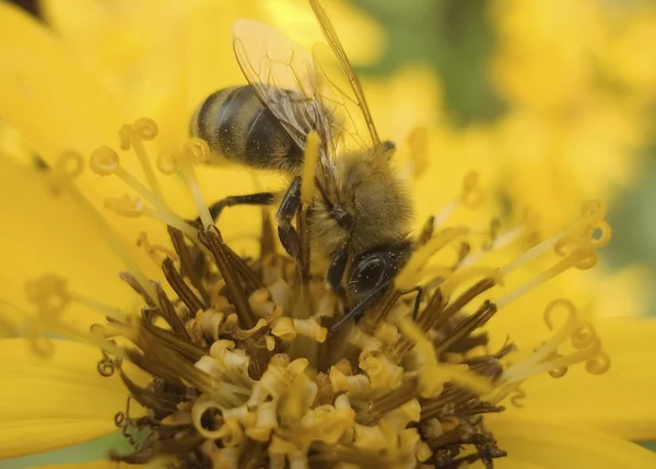 Rainha das abelhas — Fotografia de Stock