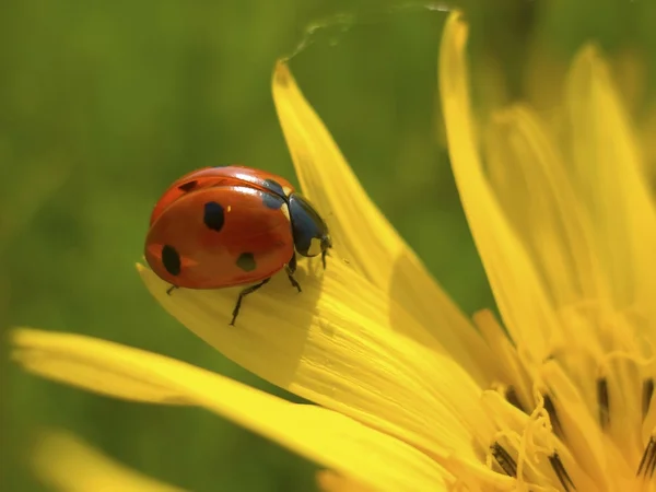 Rood ladybug op gele bloem — Stockfoto