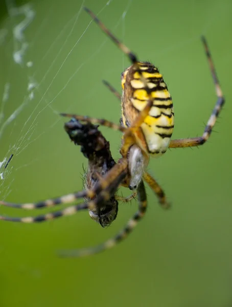 Spider 1 — Stock Photo, Image