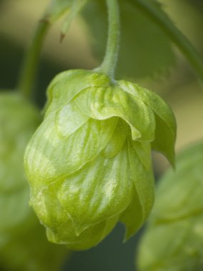 Hop - bira tadı