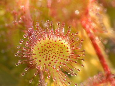 Sundew