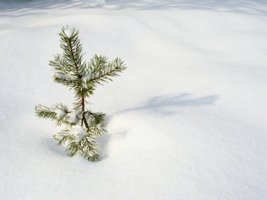 yalnız Noel ağacı