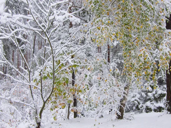 First snow — Stock Photo, Image