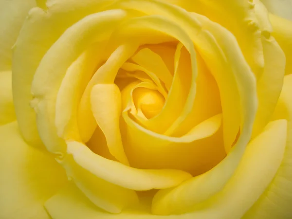 stock image Beauty yellow rose