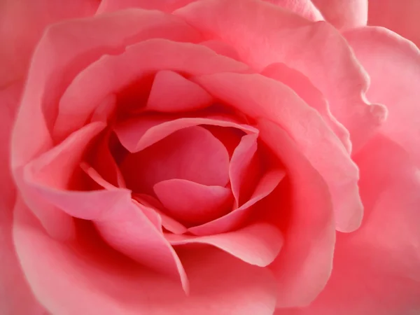 Krása růžové růže — Stock fotografie