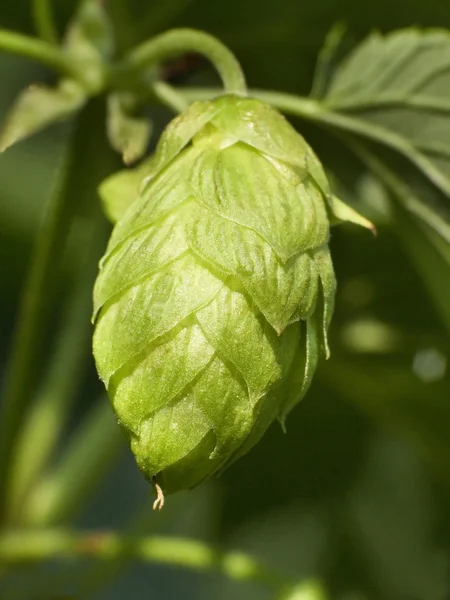 Hop - smaken av öl — Stockfoto