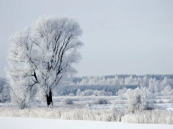 Winter — Stock Photo, Image