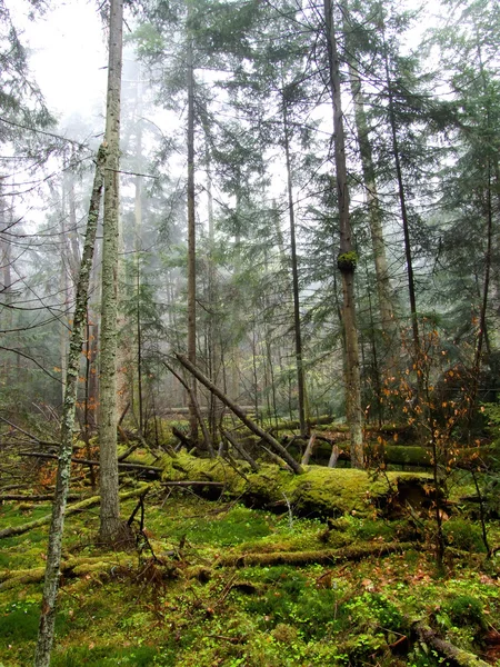 Floresta primaeval — Fotografia de Stock