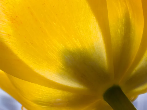 Tulipa de fora 1 — Fotografia de Stock