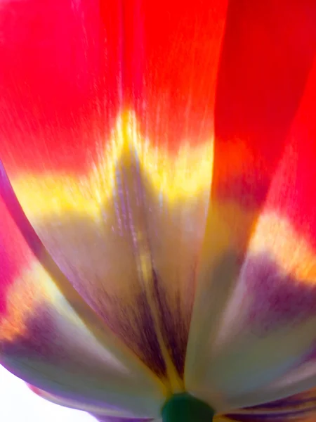 Tulip from outside — Stock Photo, Image