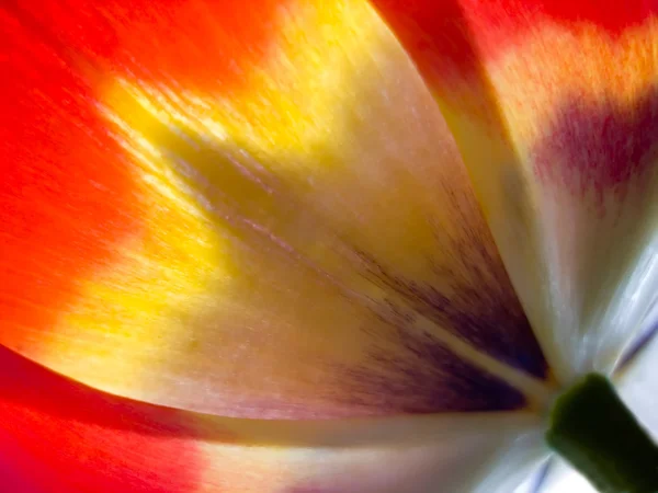 Tulip from outside 3 — Stock Photo, Image