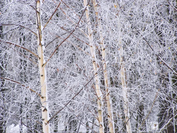 Inverno 1 — Fotografia de Stock