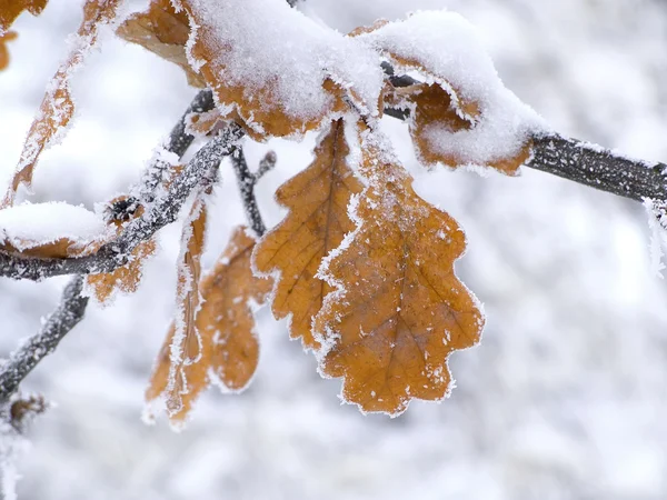 Inverno 2 — Fotografia de Stock