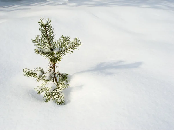 Árvore de Natal solitária — Fotografia de Stock